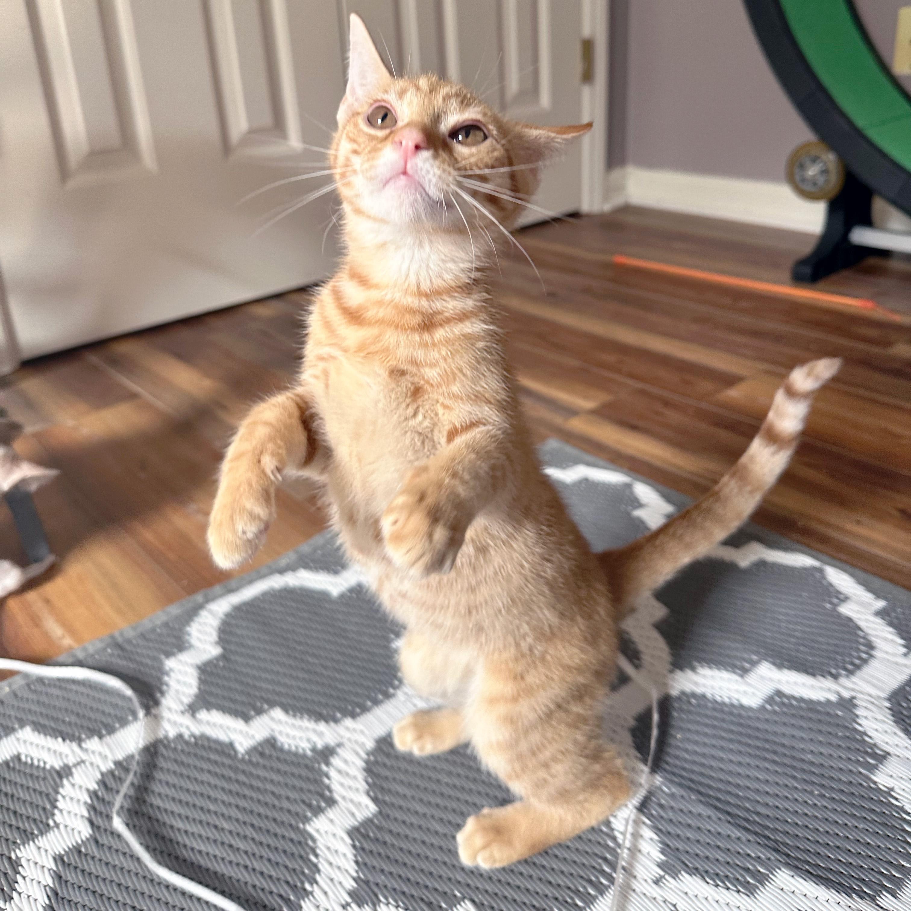 Elio, an adoptable Domestic Short Hair in Apex, NC image 4/6