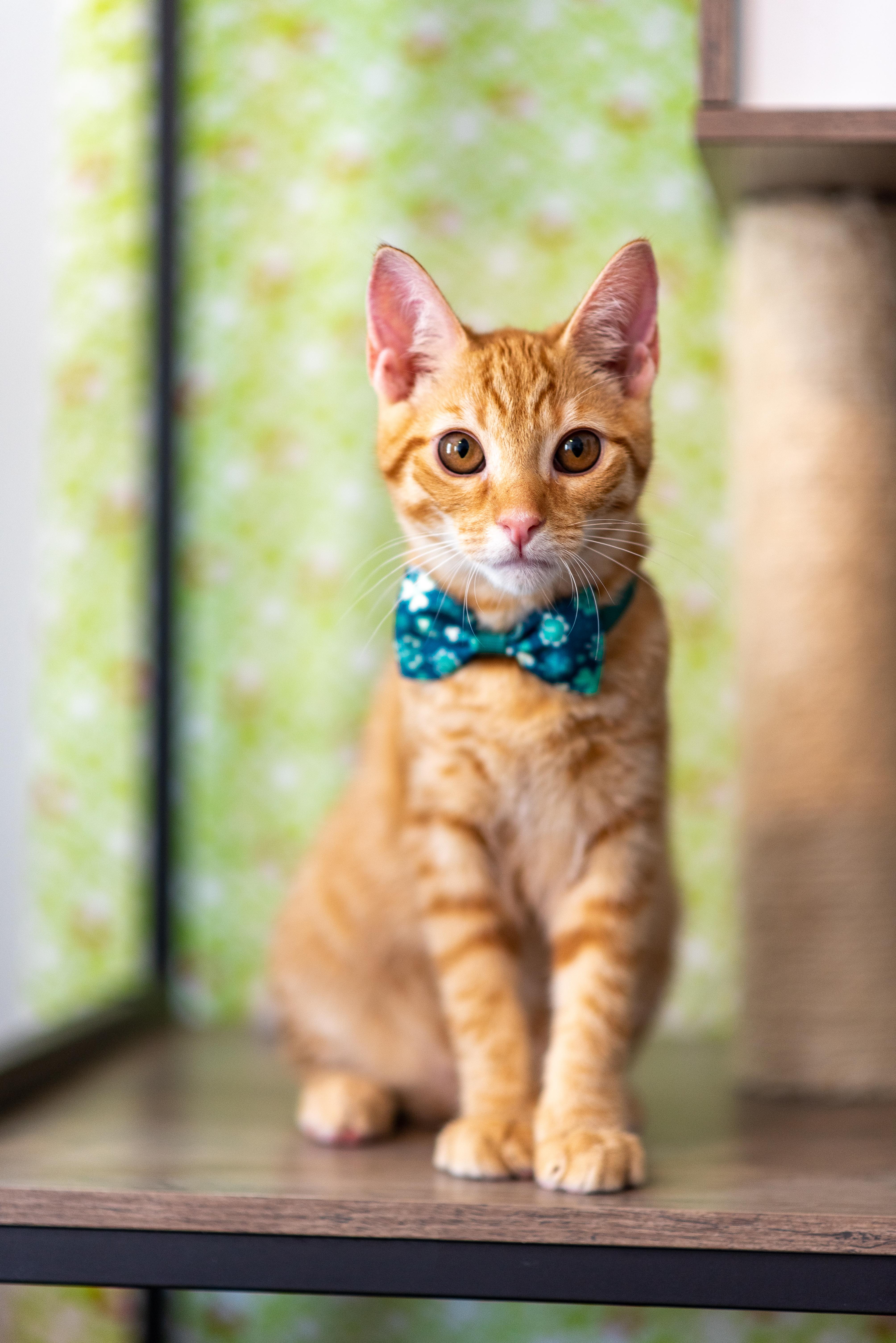 Elio, adoptable, Kitten Male Domestic Short Hair.