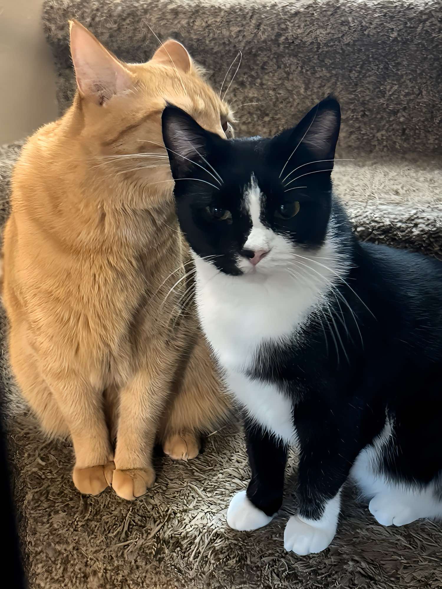 Enlarge Mowgli, an adoptable Domestic Short Hair in Sioux Falls, SD image 13/13