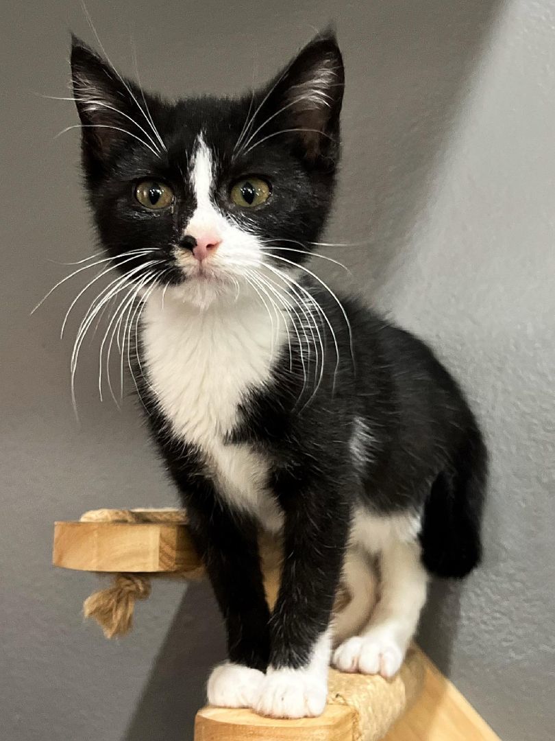 Mowgli, adoptable, Young Female Domestic Short Hair.