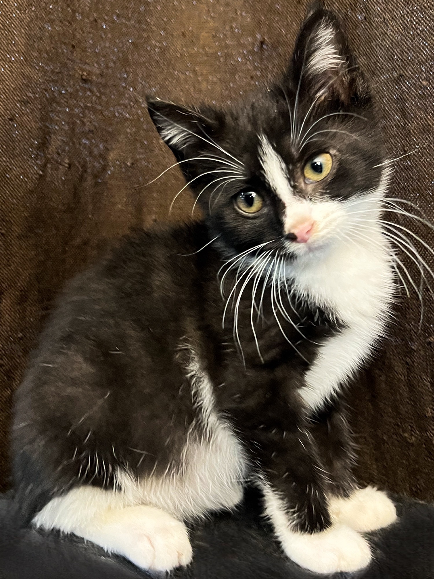 Enlarge Mowgli, an adoptable Domestic Short Hair in Sioux Falls, SD image 10/13