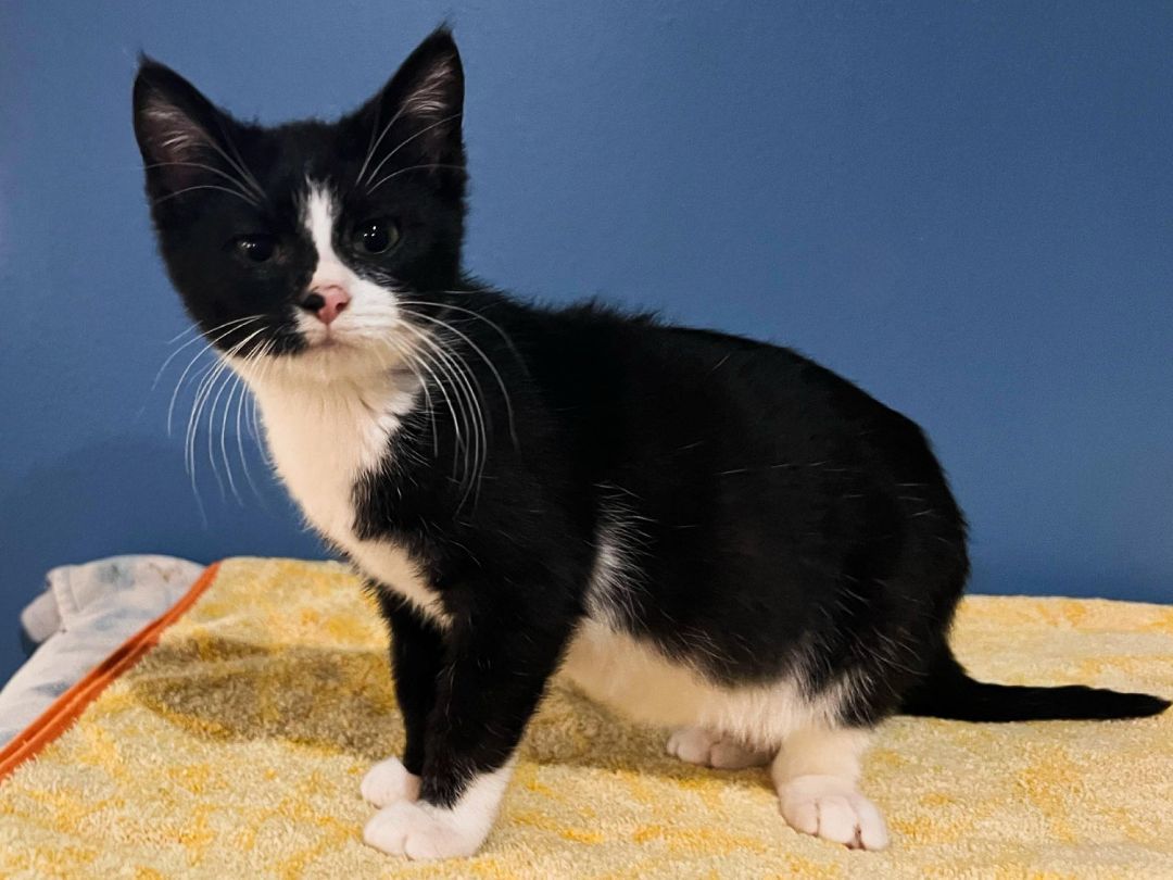 Enlarge Mowgli, an adoptable Domestic Short Hair in Sioux Falls, SD image 11/13