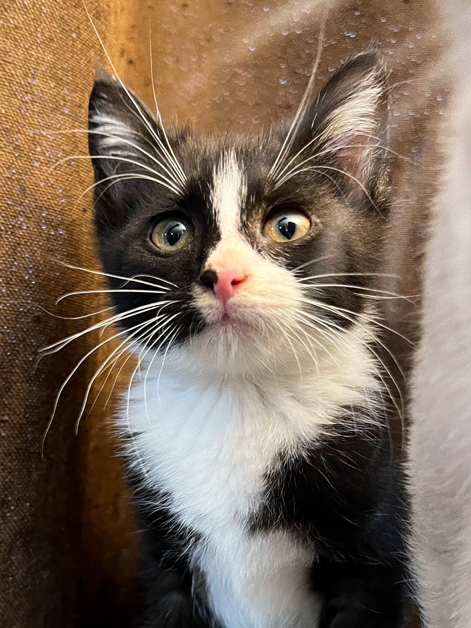 Enlarge Mowgli, an adoptable Domestic Short Hair in Sioux Falls, SD image 12/13