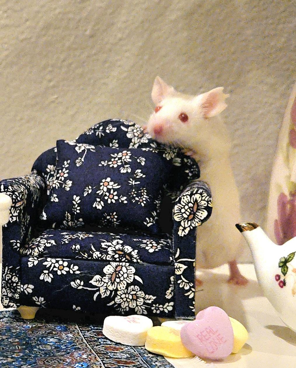 Female Mice Mouse Small & Furry