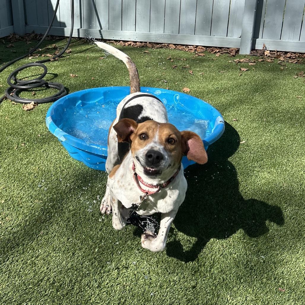 Otis, Adoptable, Adult Male Foxhound & Plott Hound.