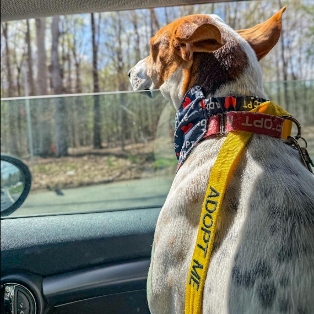 Enlarge Otis, a Adoptable mixed breed in Troy, VA image 2/6