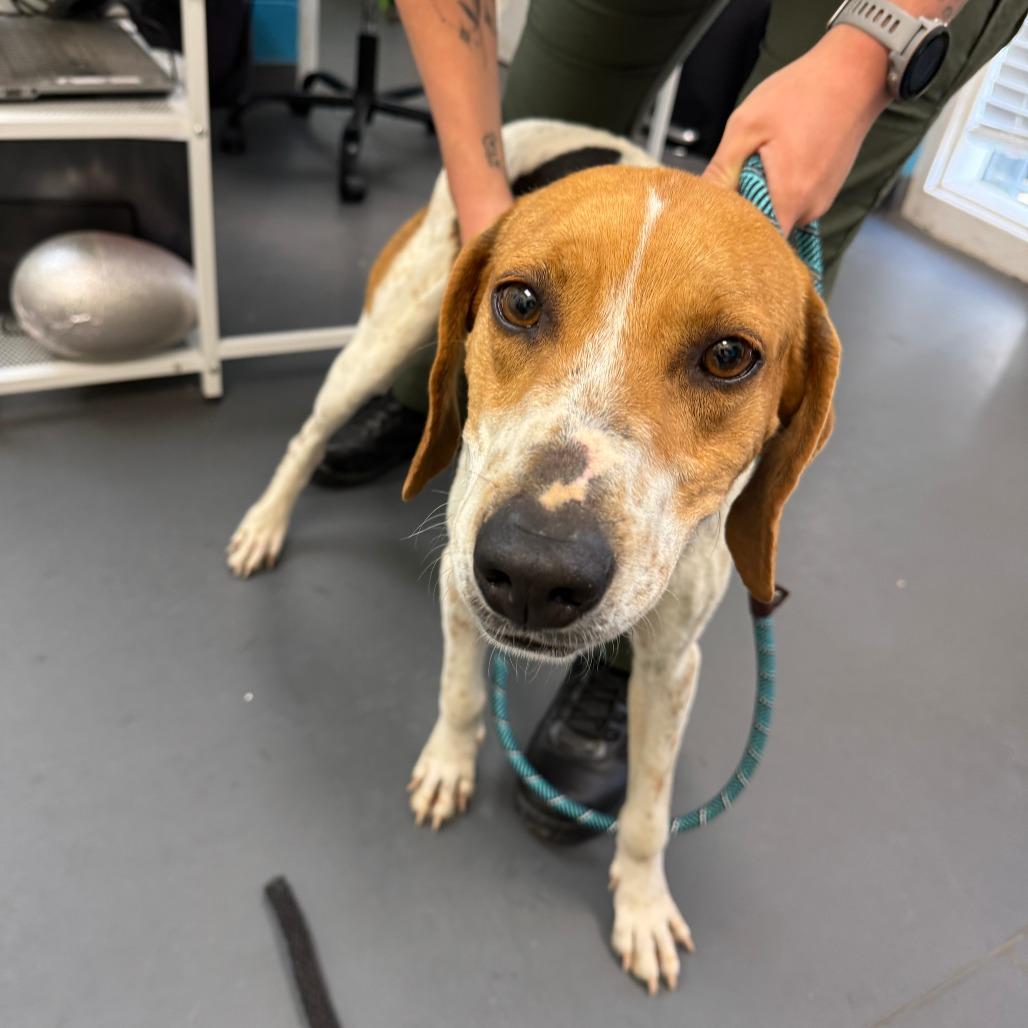 Otis, Adoptable, Adult Male Hound.