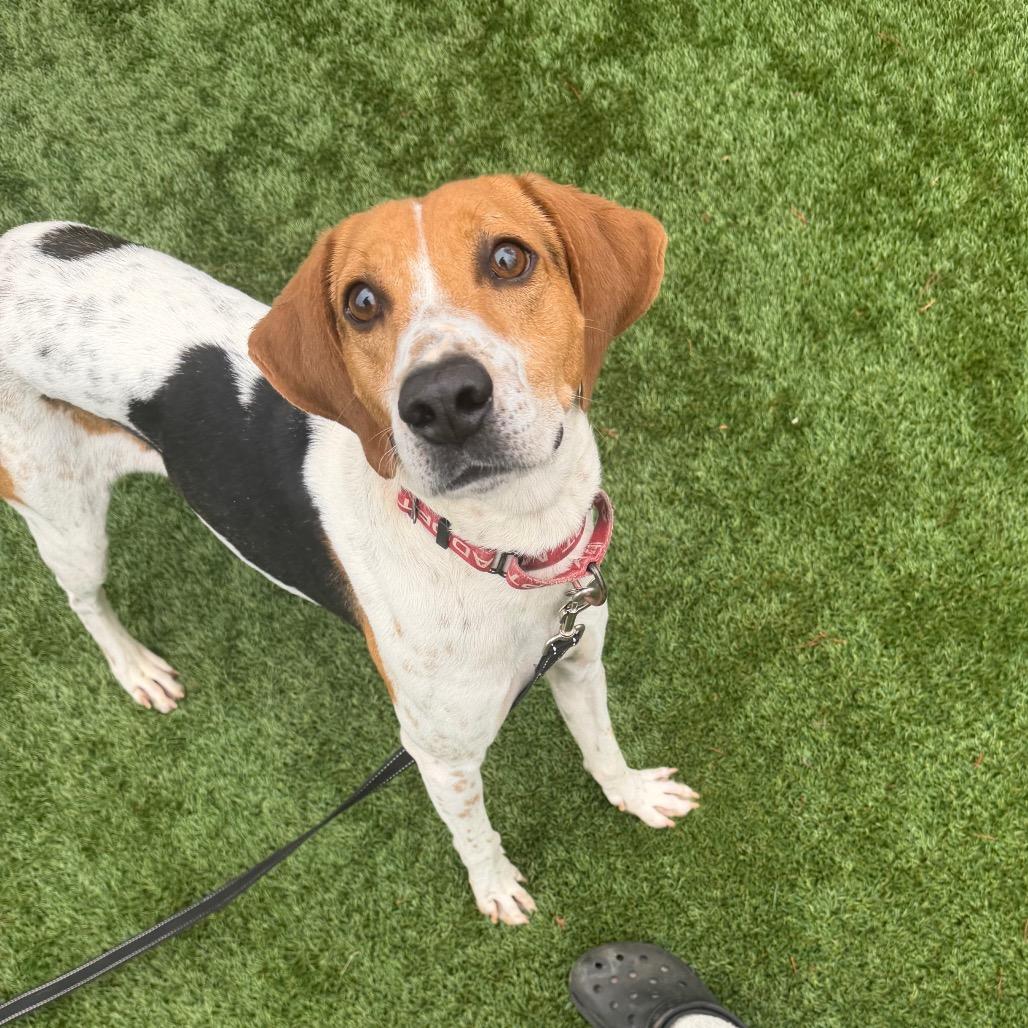 Enlarge Otis, a Adoptable mixed breed in Troy, VA image 2/6