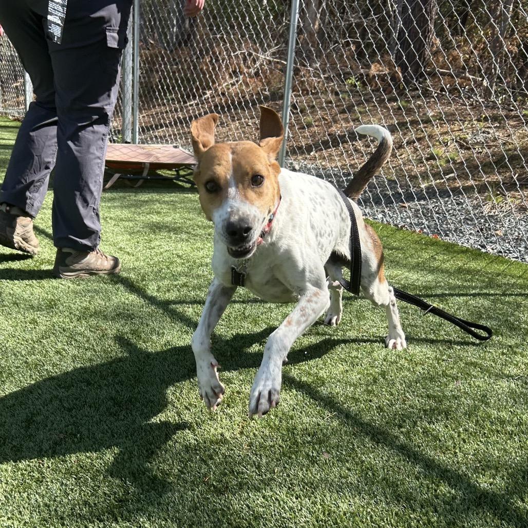 Enlarge Otis, a Adoptable mixed breed in Troy, VA image 2/6