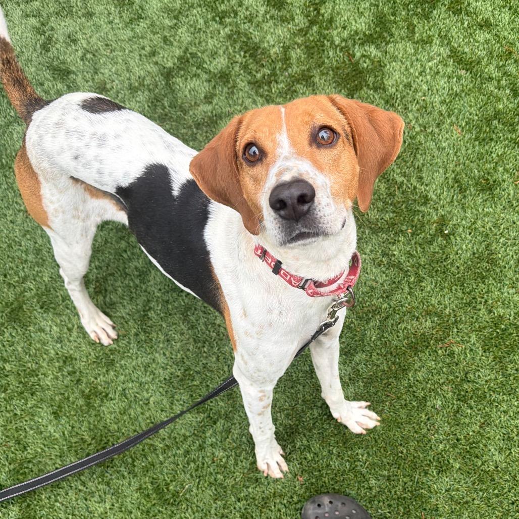 Enlarge Otis, a Adoptable mixed breed in Troy, VA image 3/6