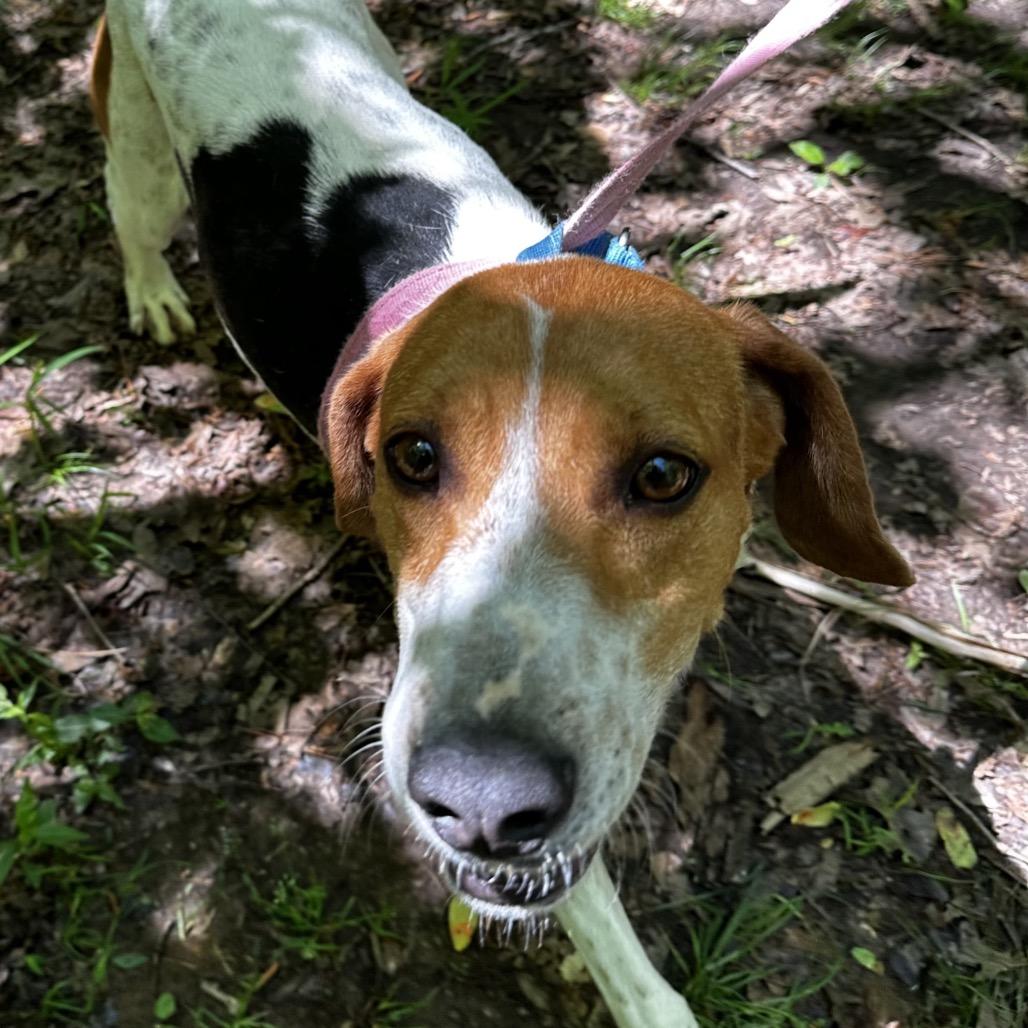 Enlarge Otis, a Adoptable Hound in Troy, VA image 2/3