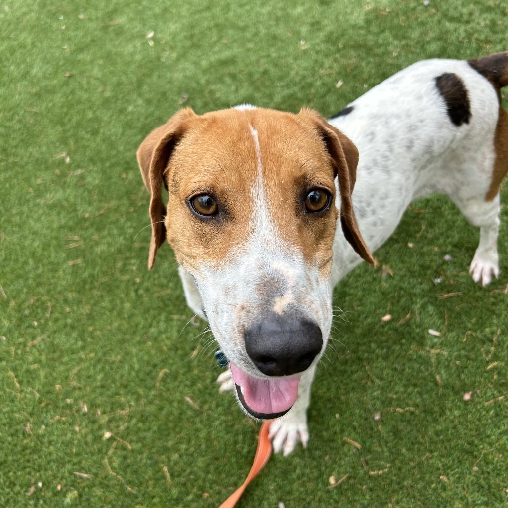Enlarge Otis, a Adoptable Hound in Troy, VA image 3/3