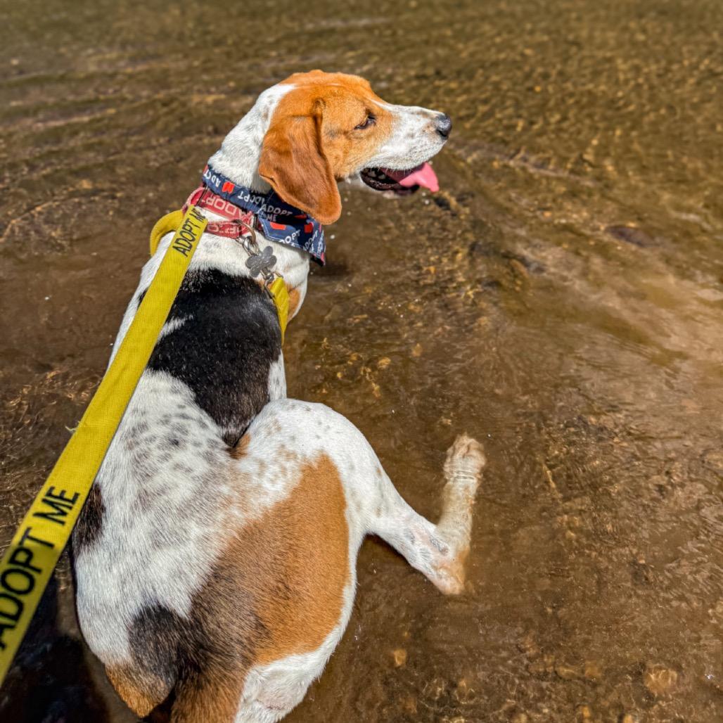 Enlarge Otis, a Adoptable mixed breed in Troy, VA image 6/6