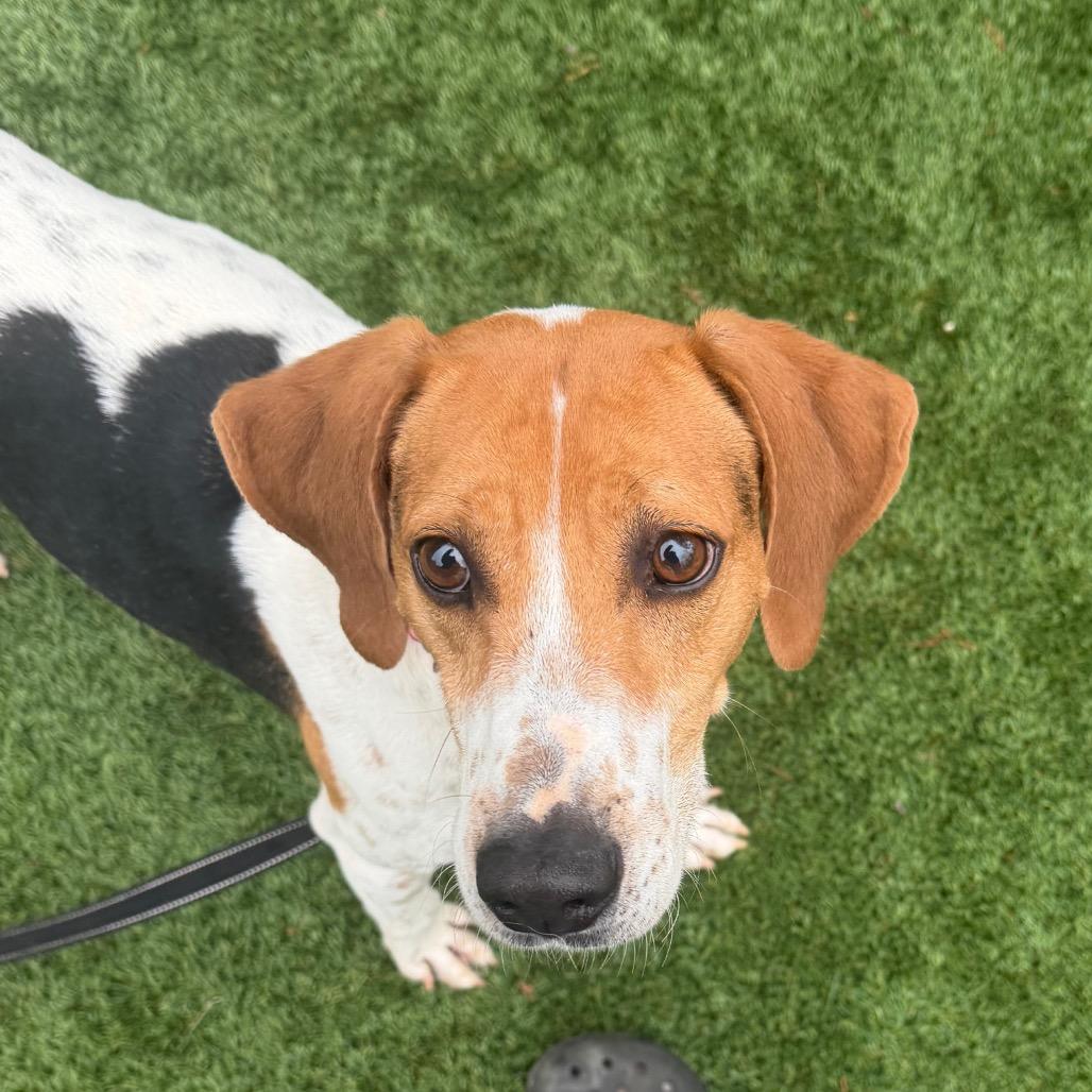 Enlarge Otis, a Adoptable mixed breed in Troy, VA image 6/6