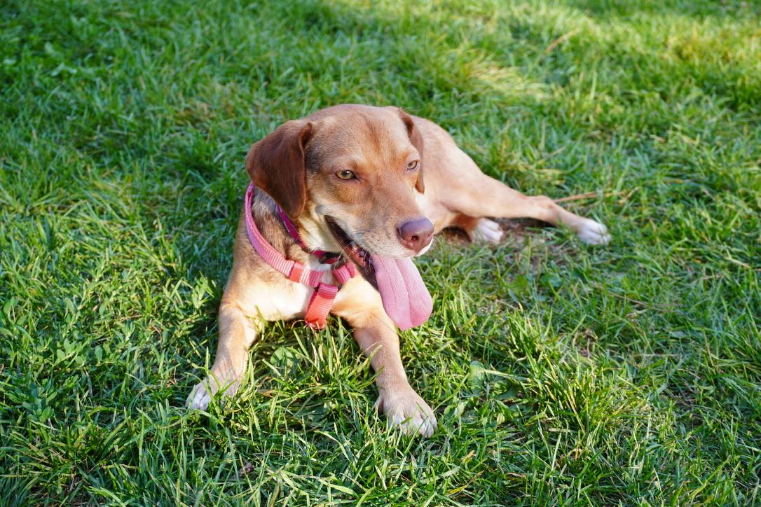 Enlarge Abby (23 lbs), a Adopted mixed breed in Mississauga, ON image 5/6
