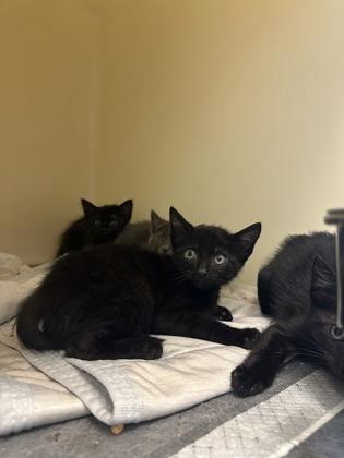 Enlarge Street Corn, a Adoptable mixed breed in King William, VA image 1/1