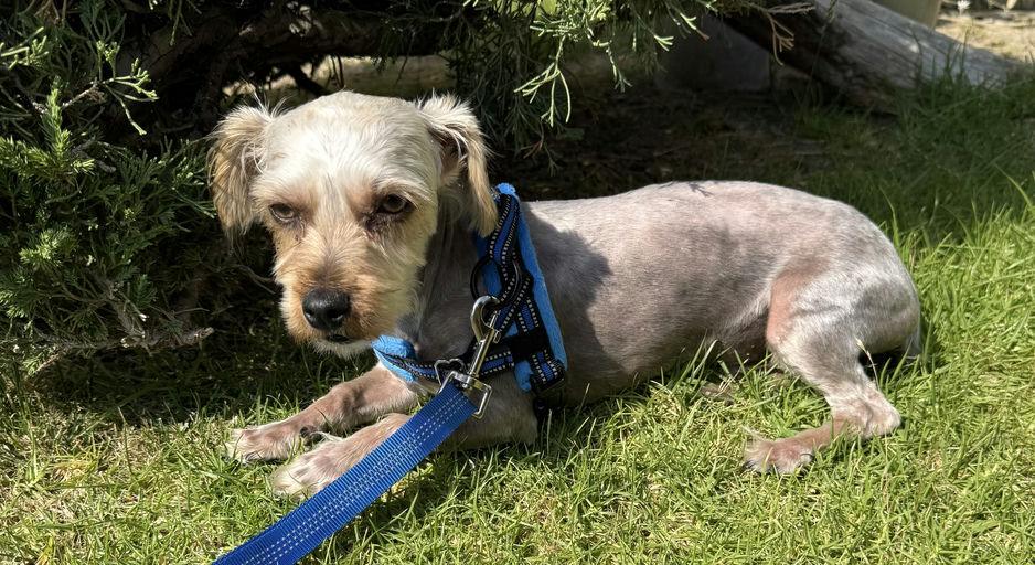 Enlarge Max, an adoptable Yorkshire Terrier in Los Angeles, CA image 6/6
