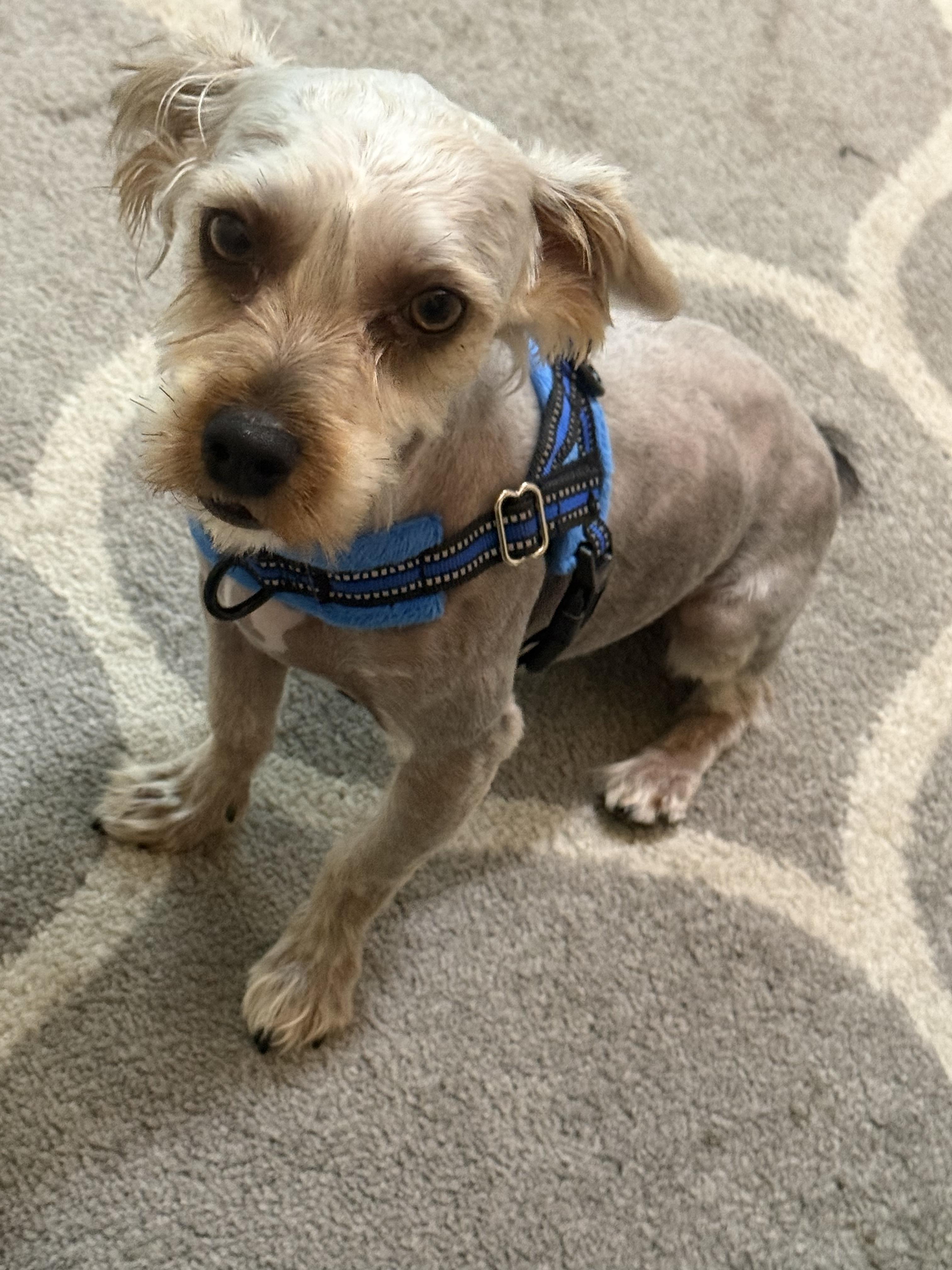 Enlarge Max, an adoptable Yorkshire Terrier in Los Angeles, CA image 3/6