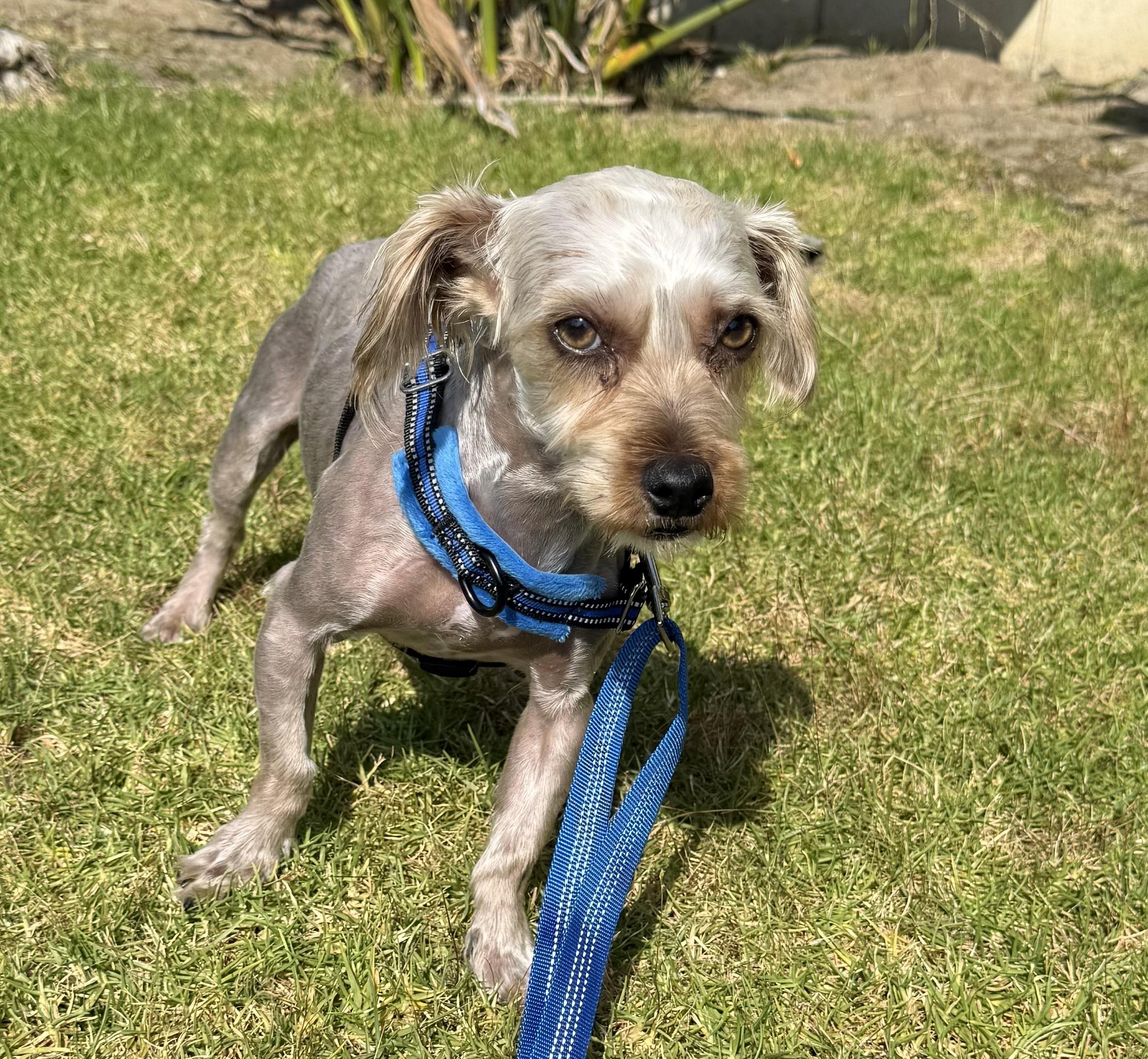 Enlarge Max, an adoptable Yorkshire Terrier in Los Angeles, CA image 4/6