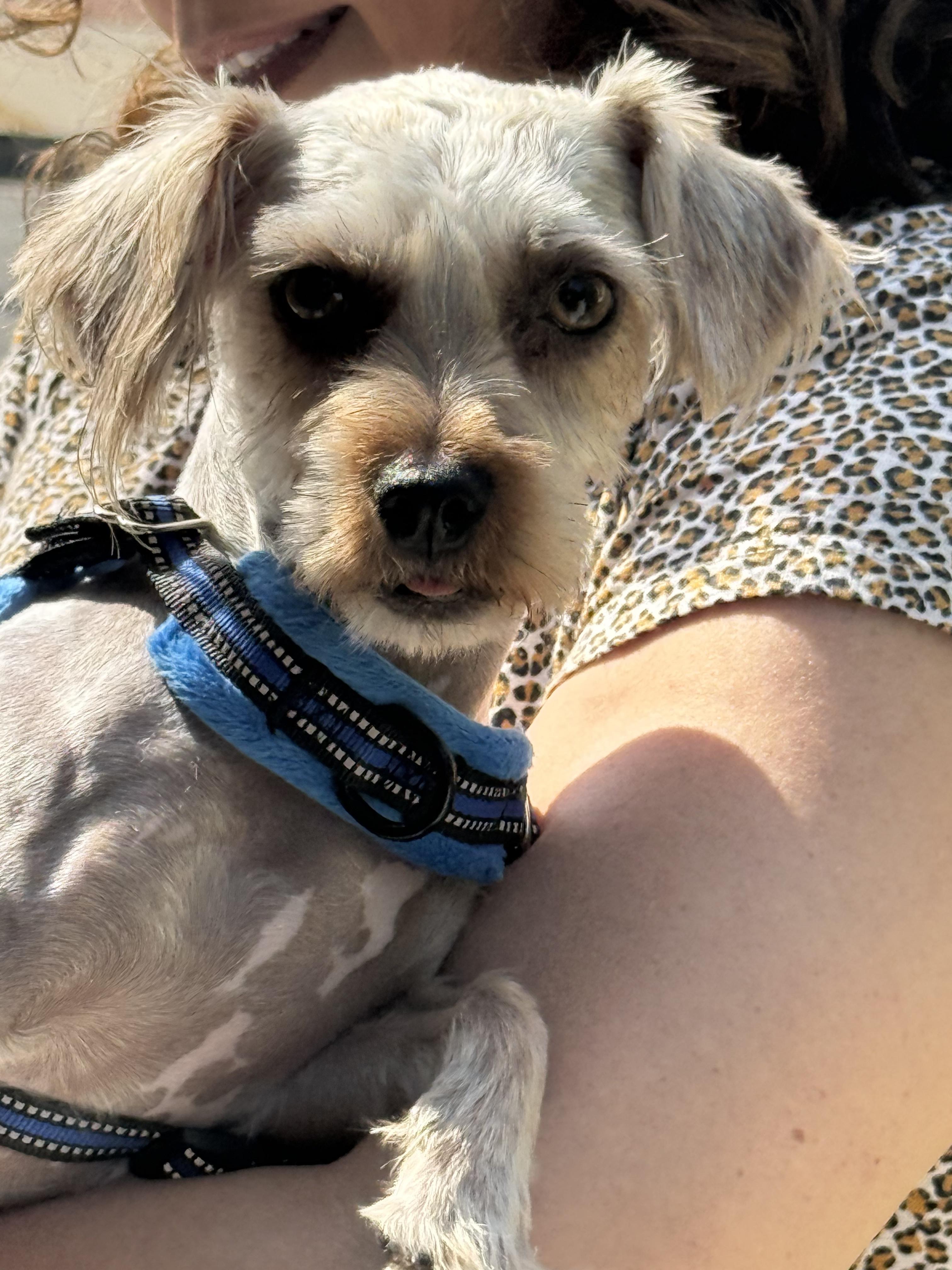 Enlarge Max, an adoptable Yorkshire Terrier in Los Angeles, CA image 5/6