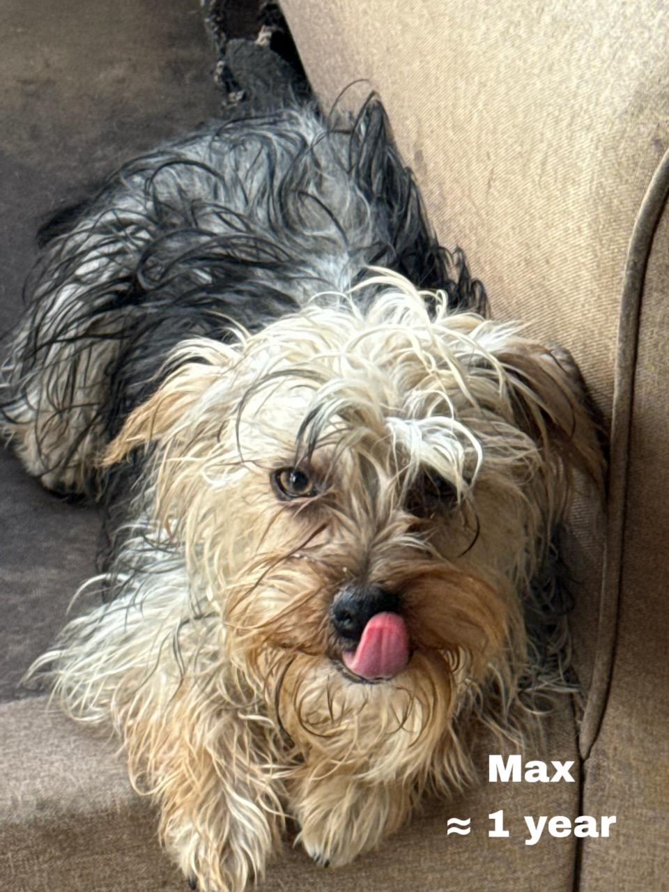 Enlarge Max, an adoptable Yorkshire Terrier in Los Angeles, CA image 2/6