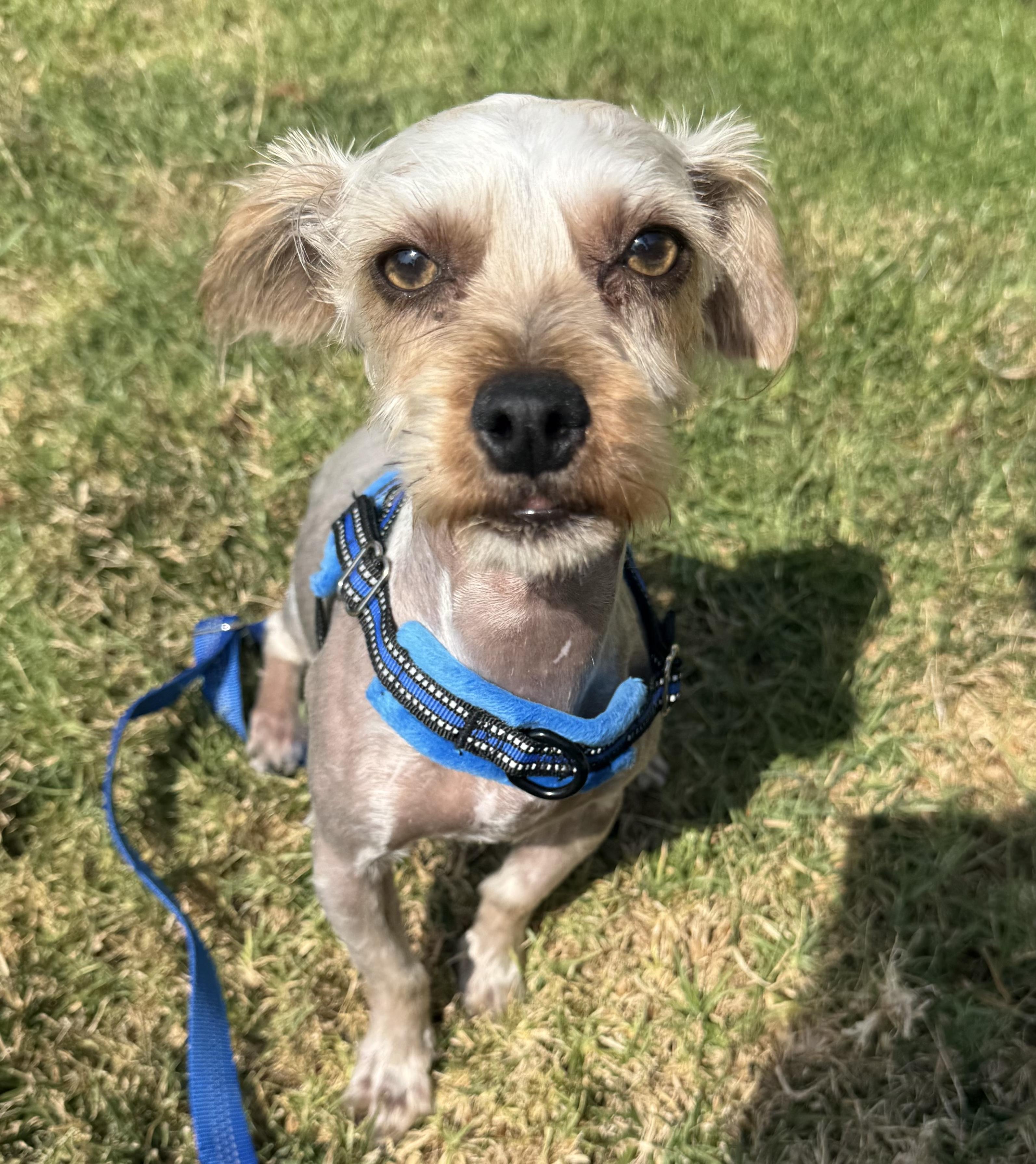 Max, adoptable, Young Male Yorkshire Terrier.