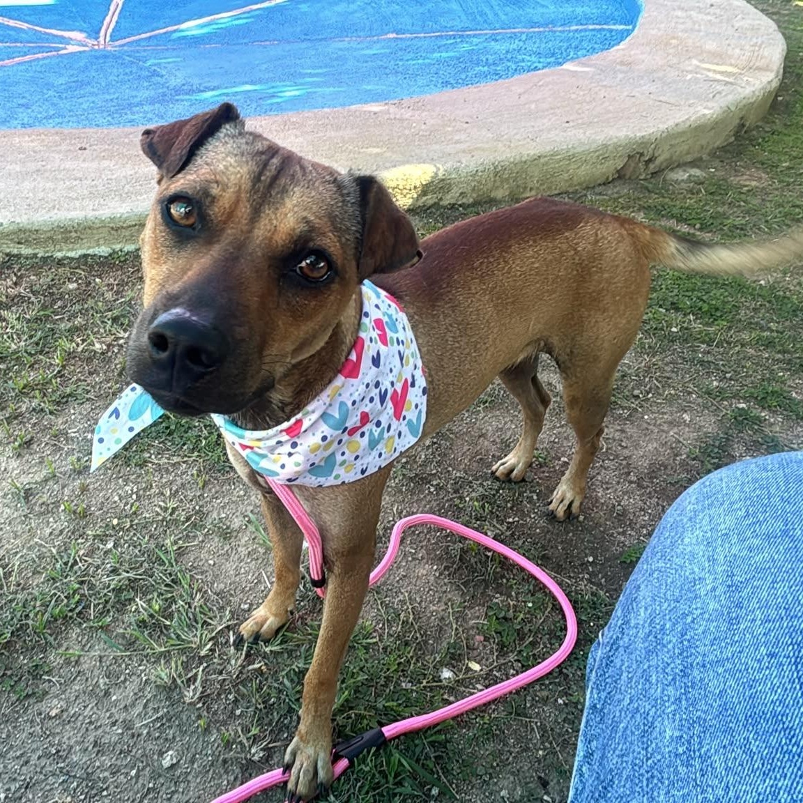 Enlarge Sissi, a Adoptable mixed breed in Douglas, MA image 1/6