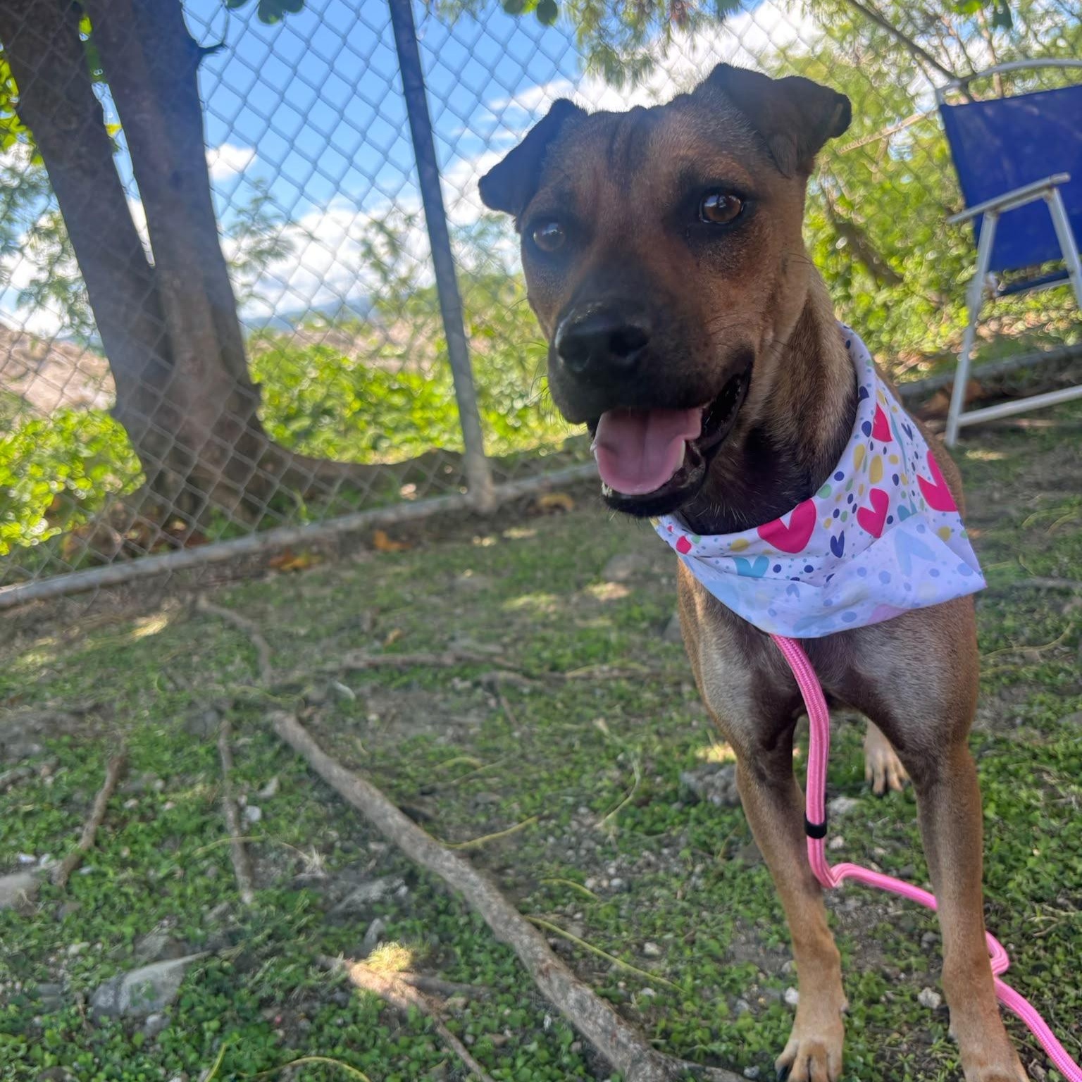 Enlarge Sissi, a Adoptable mixed breed in Douglas, MA image 2/6