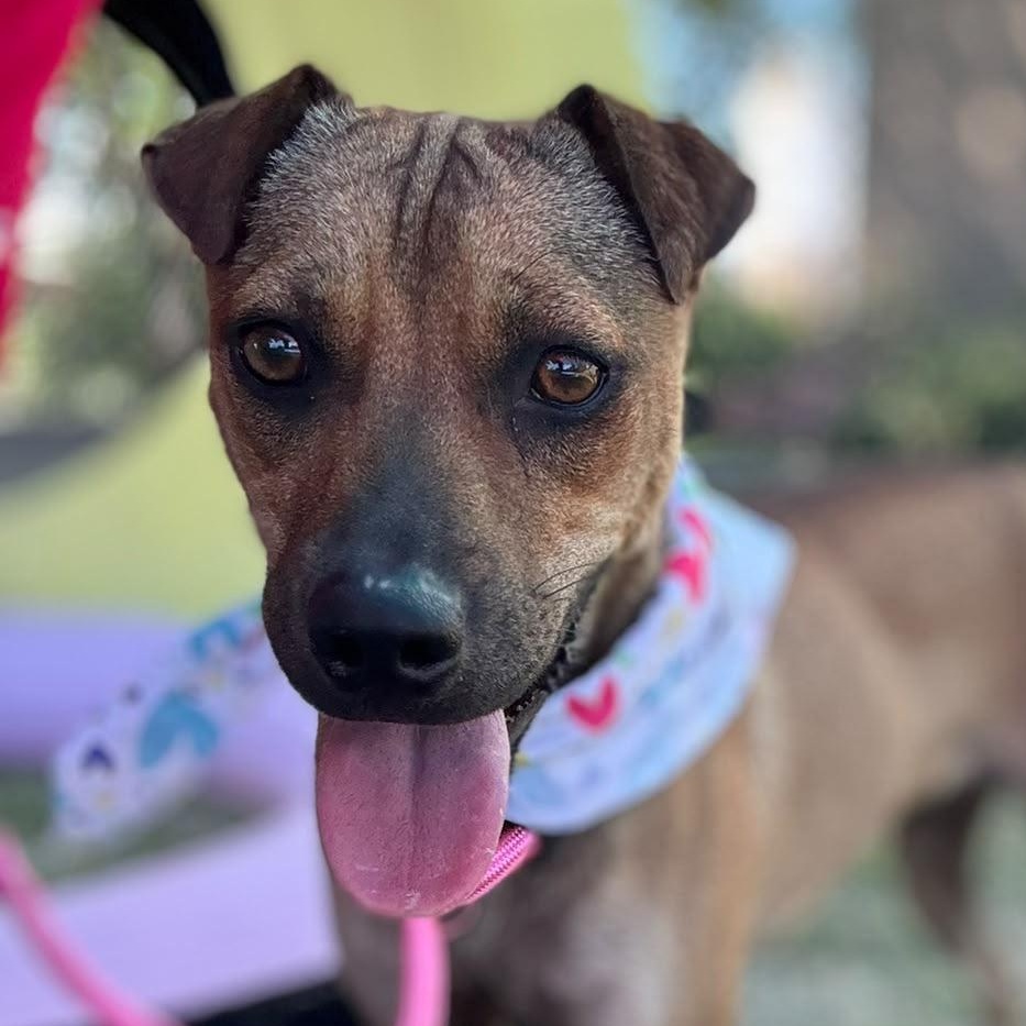 Enlarge Sissi, a Adoptable mixed breed in Douglas, MA image 4/6