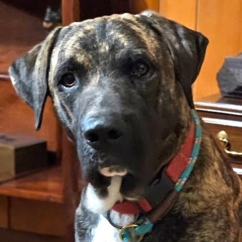Enlarge Joe, a Adoptable mixed breed in Chelmsford, MA image 1/5