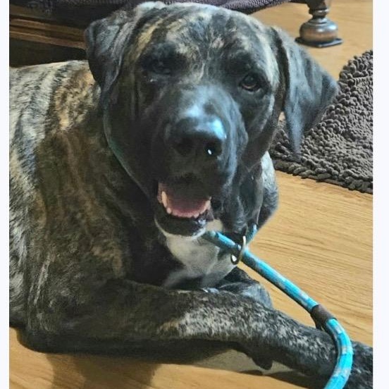 Enlarge Joe, a Adoptable mixed breed in Chelmsford, MA image 5/5