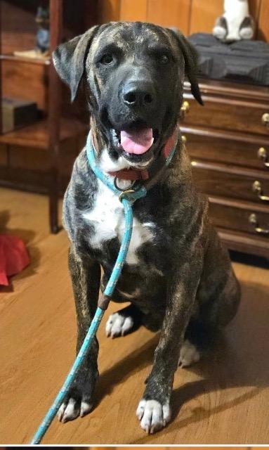 Enlarge Joe, a Adoptable mixed breed in Chelmsford, MA image 2/5