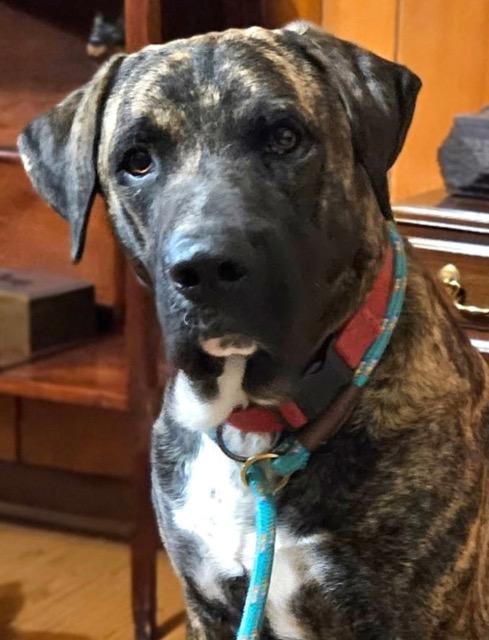 Enlarge Joe, a Adoptable mixed breed in Chelmsford, MA image 3/5