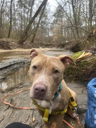 Magenta, Adoptable, Adult Female Pit Bull Terrier & Mixed Breed.