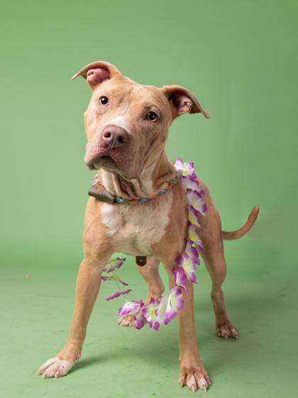 Enlarge Magenta, a Adoptable mixed breed in Atlanta, GA image 2/3