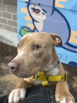 Enlarge Magenta, a Adoptable mixed breed in Atlanta, GA image 3/3