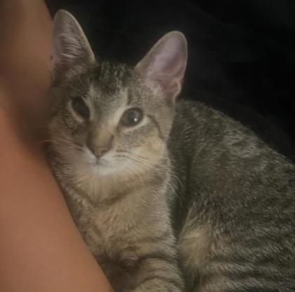 Enlarge Luigi, a Adoptable Domestic Short Hair in Beatrice, NE image 1/1