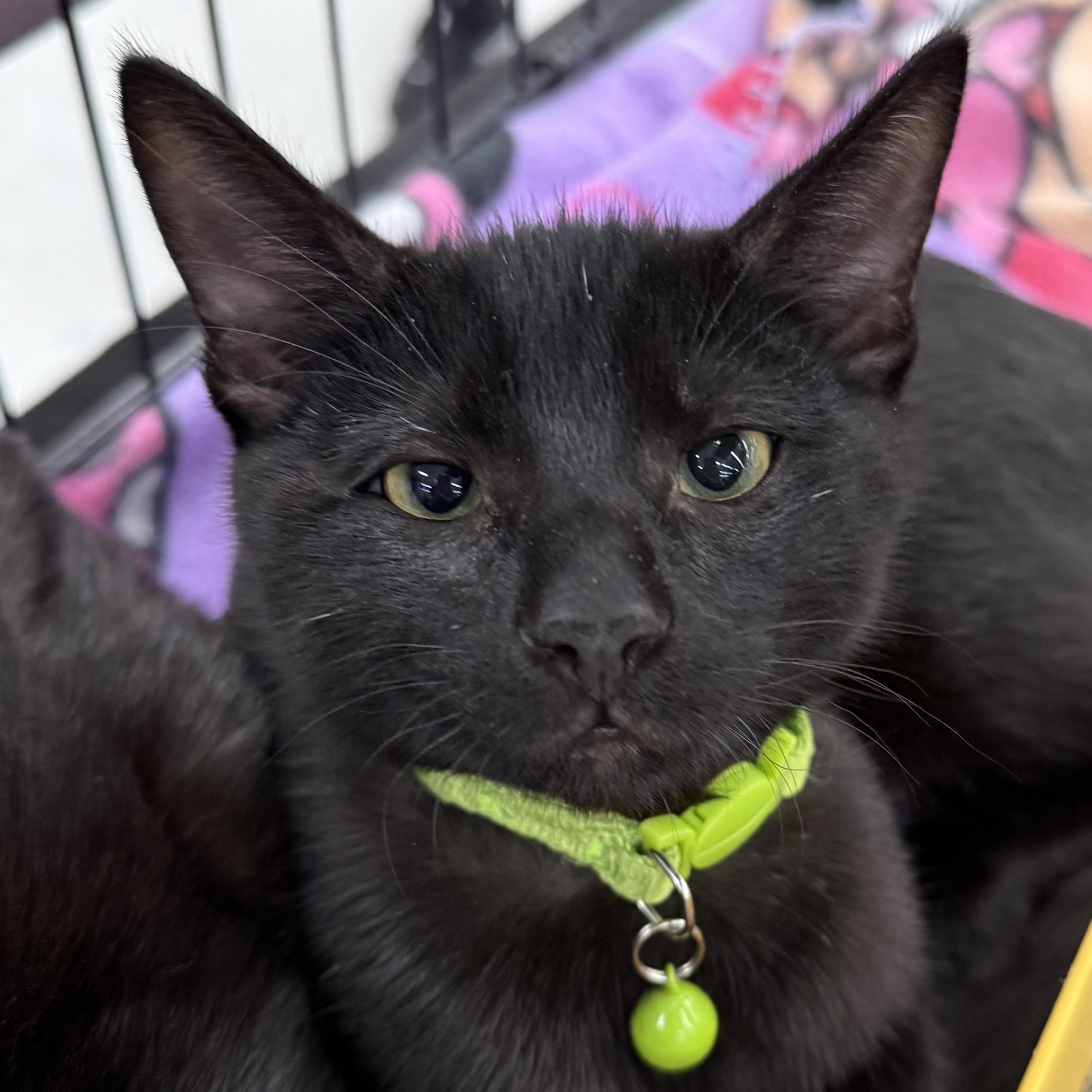 Enlarge Comet, a Adoptable Domestic Short Hair in Brentwood, CA image 1/2