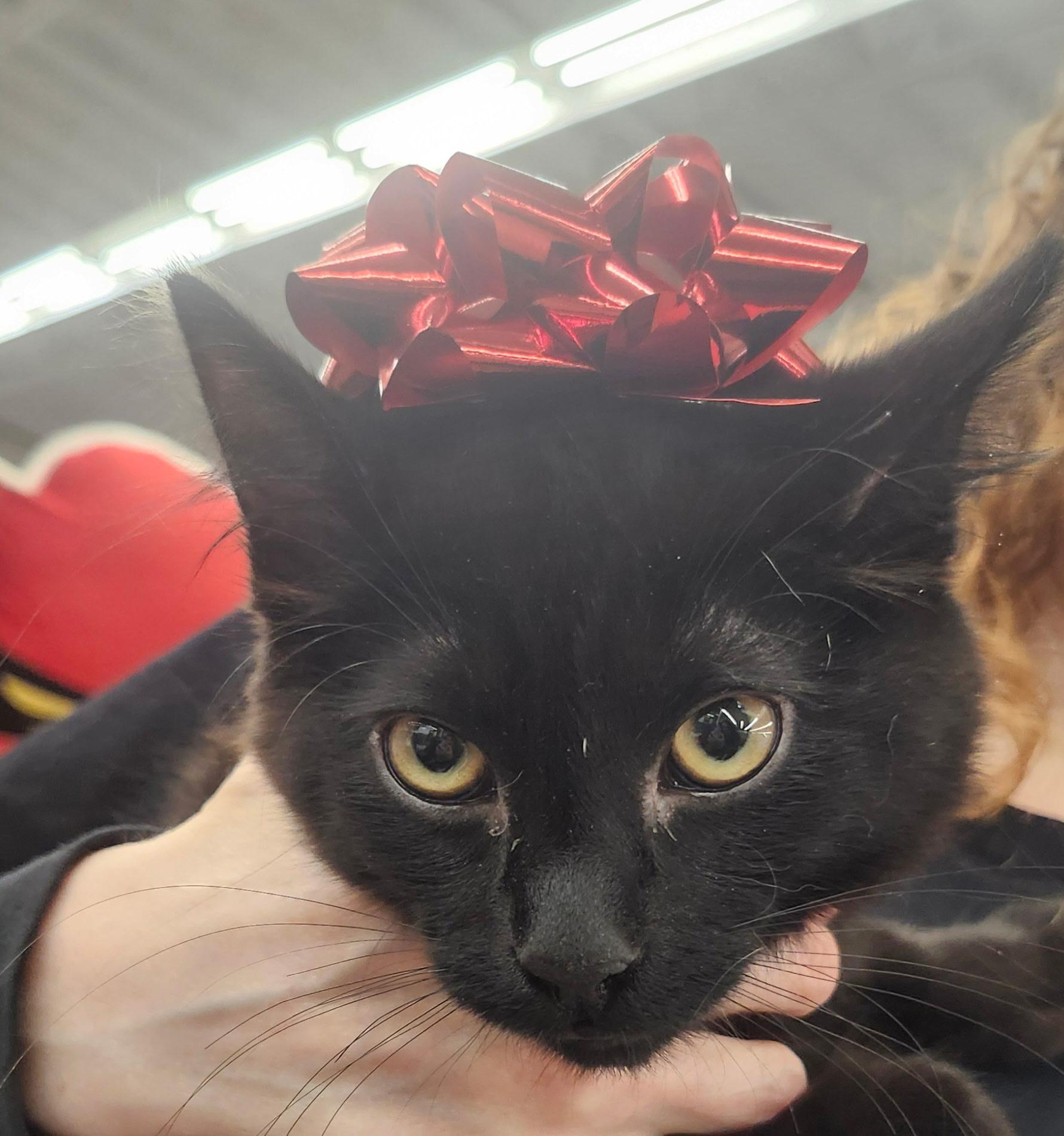 Enlarge Comet, a Adoptable Domestic Short Hair in Brentwood, CA image 2/2