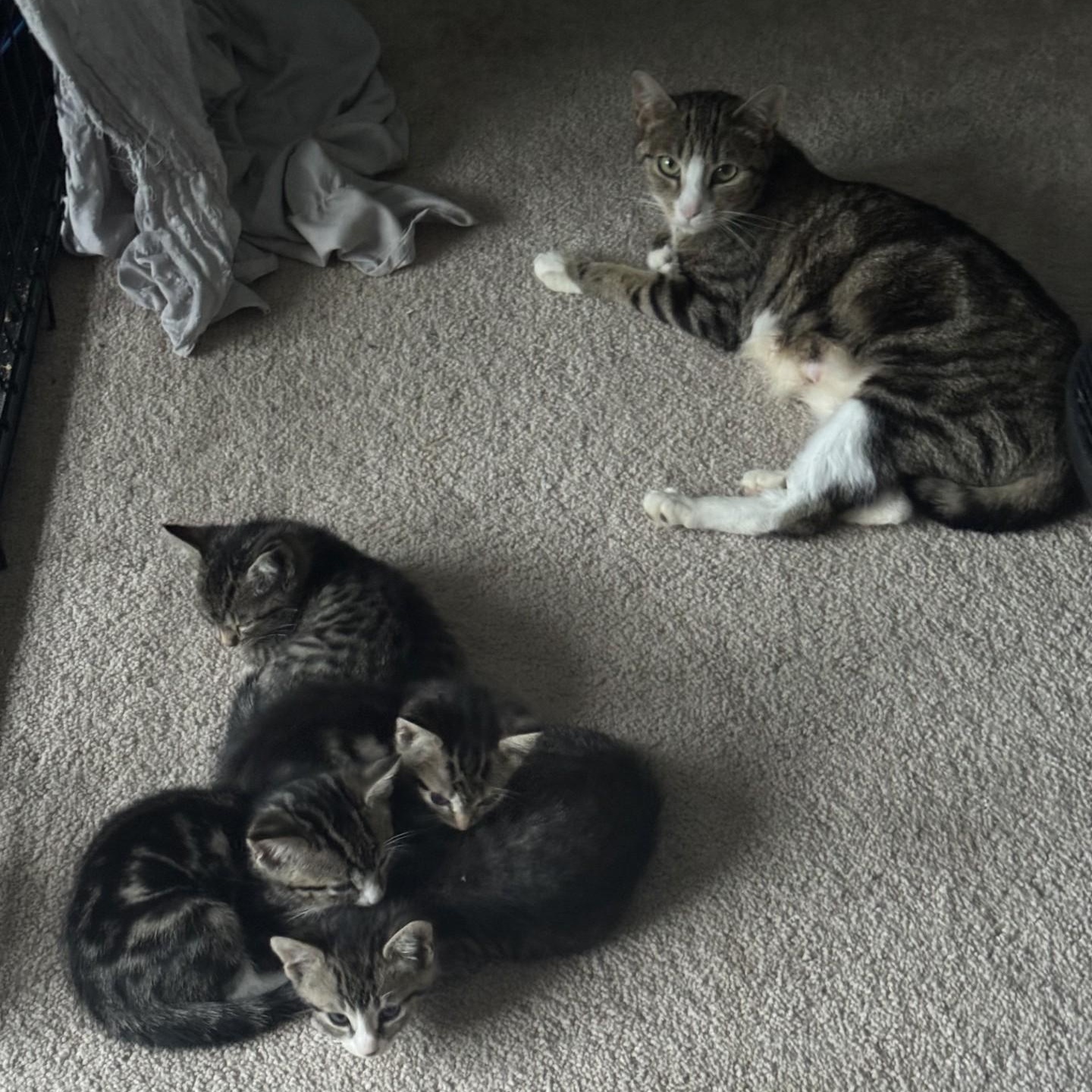 Photo of Muffin