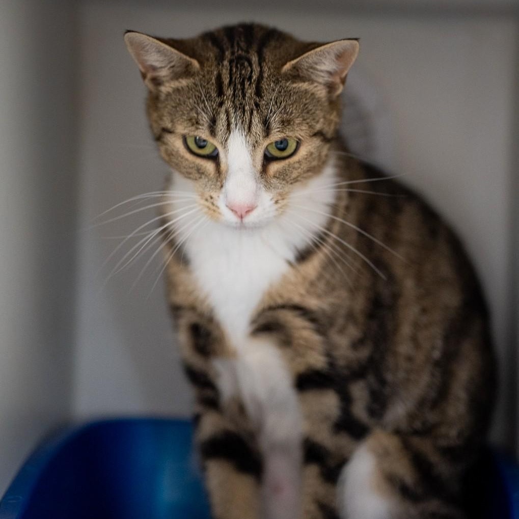 Photo of Muffin