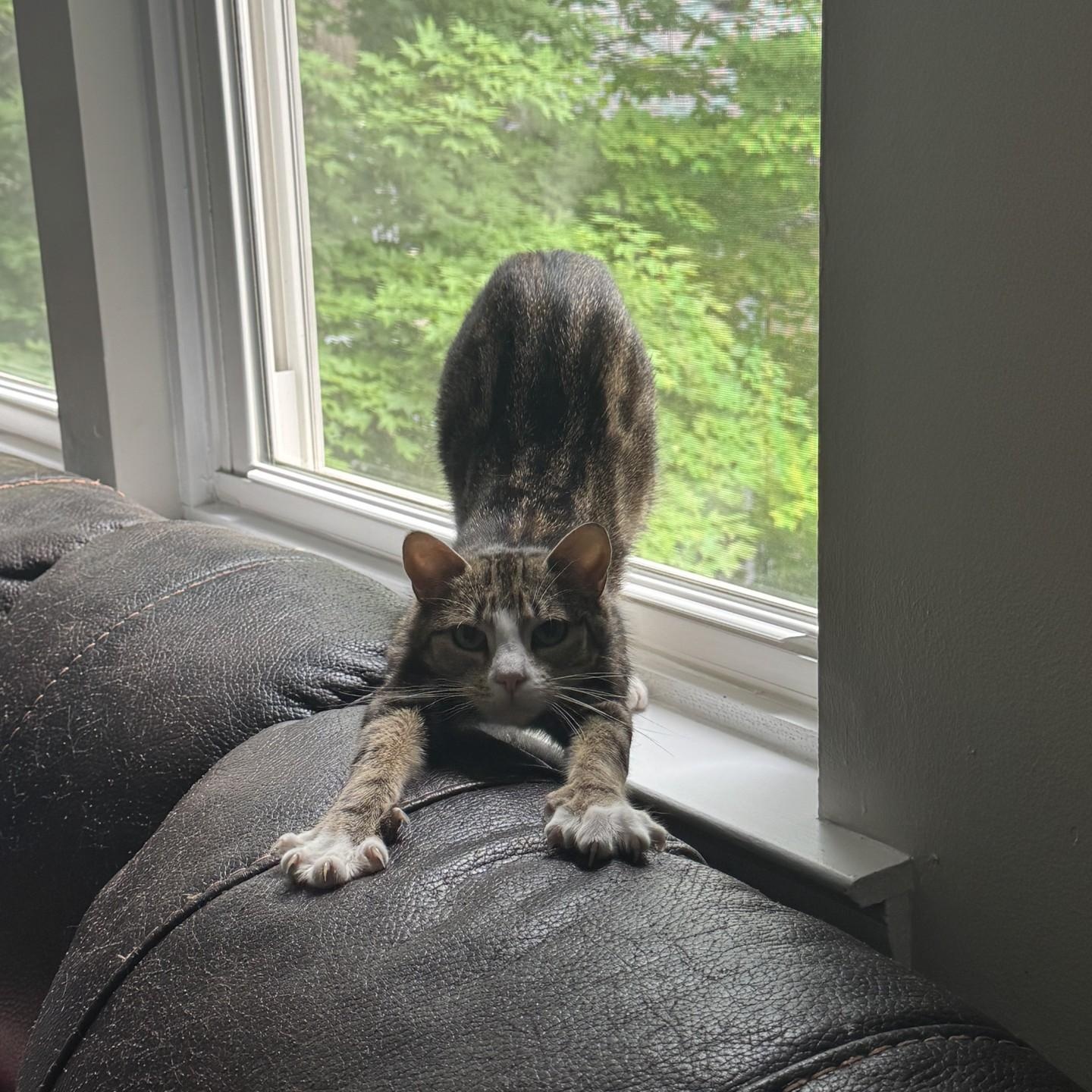 Photo of Muffin