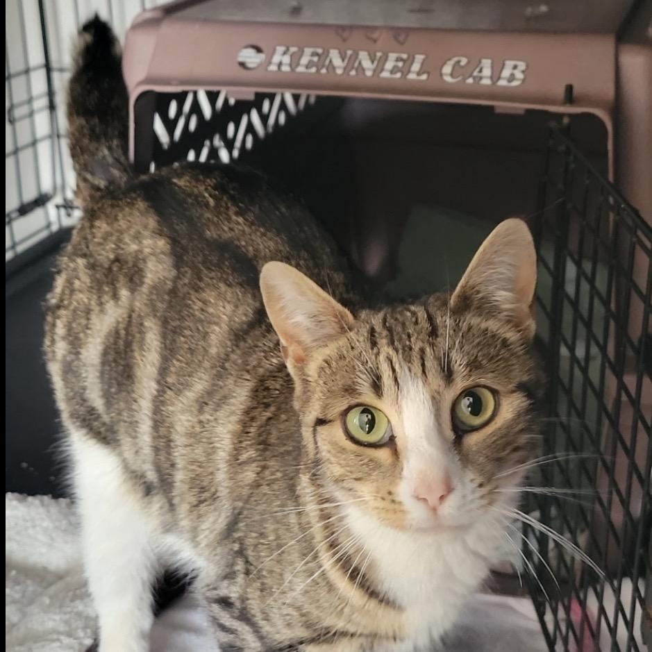 Muffin, Young Female American Shorthair