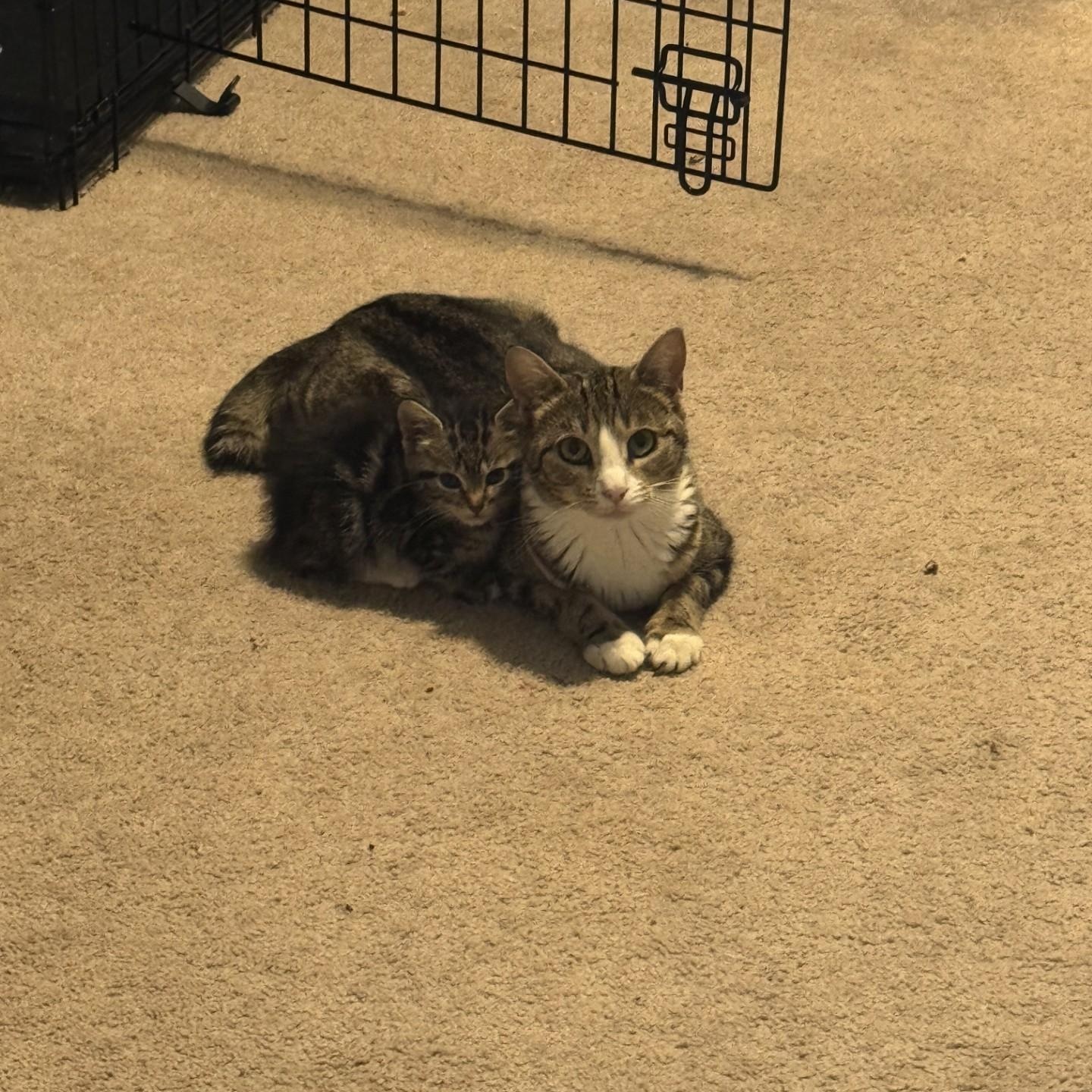 Photo of Muffin