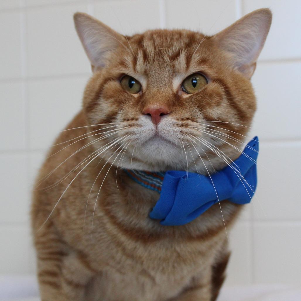 Enlarge Cheeto, a Adoptable Domestic Short Hair in Melbourne, KY image 1/6