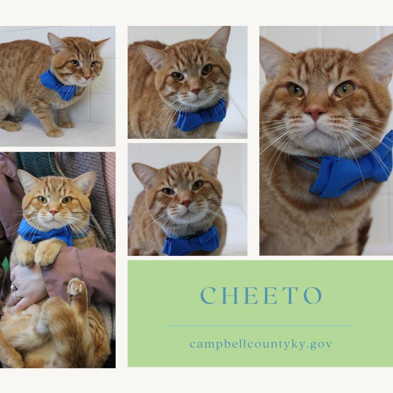 Enlarge Cheeto, a Adoptable Domestic Short Hair in Melbourne, KY image 2/6