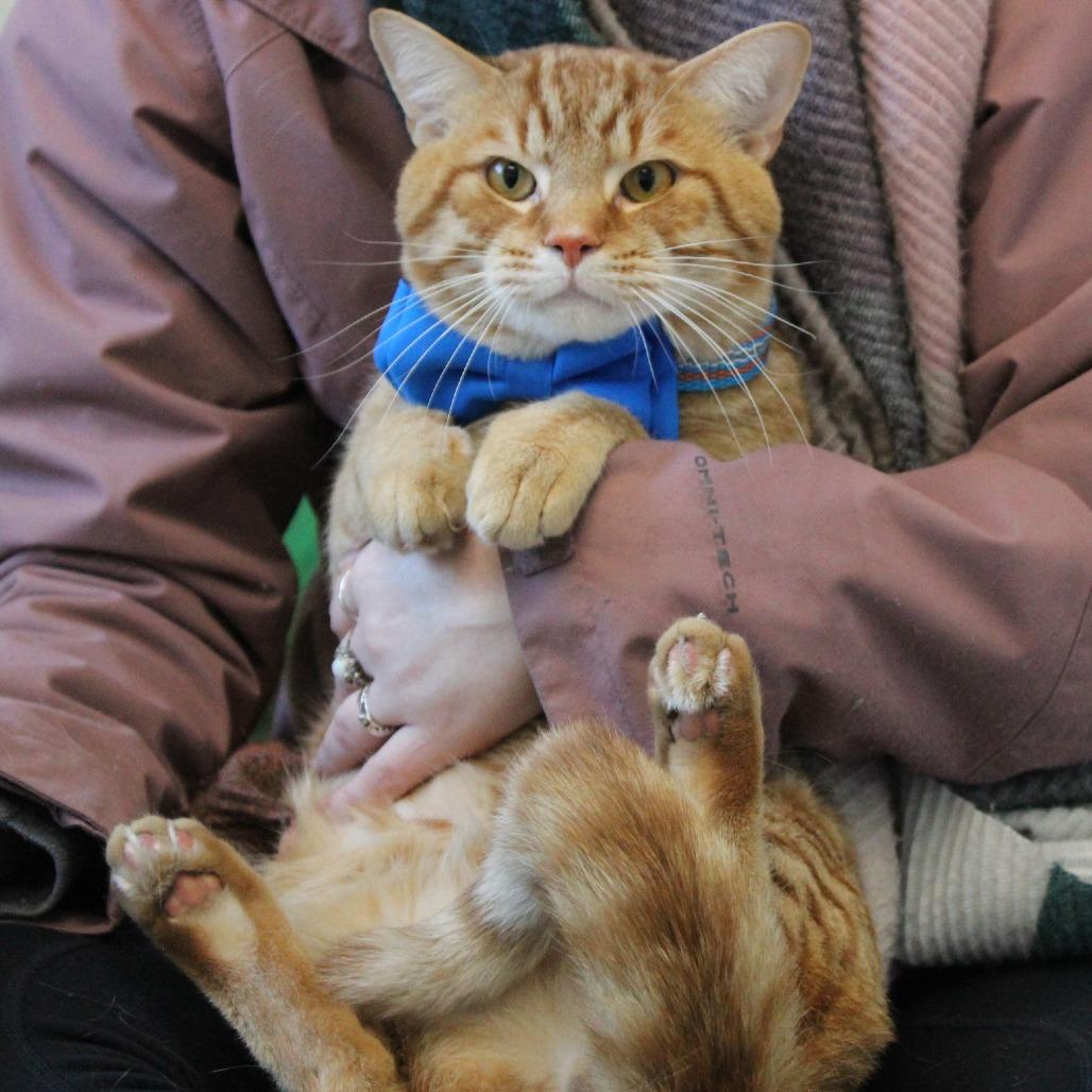 Enlarge Cheeto, a Adoptable Domestic Short Hair in Melbourne, KY image 3/6