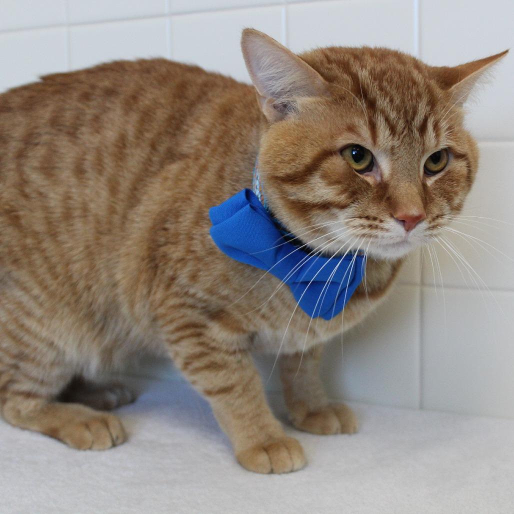 Enlarge Cheeto, a Adoptable Domestic Short Hair in Melbourne, KY image 4/6