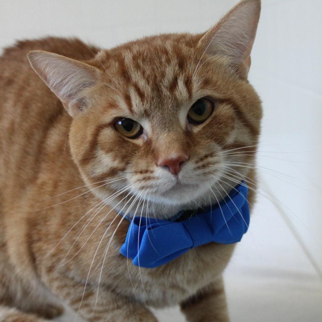 Enlarge Cheeto, a Adoptable Domestic Short Hair in Melbourne, KY image 6/6