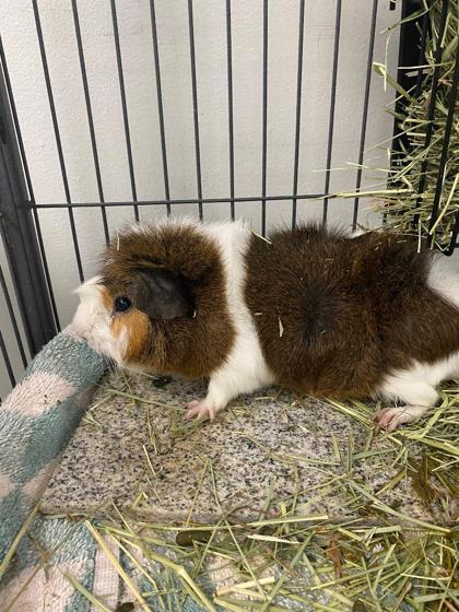 Sunny, Adoptable, Adult Male Guinea Pig & Guinea Pig.